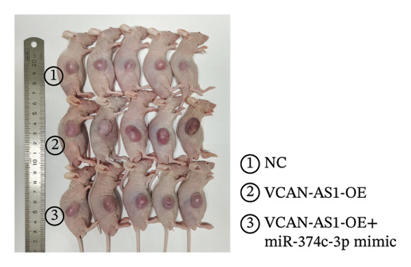Figure 45