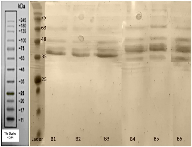 FIGURE 4