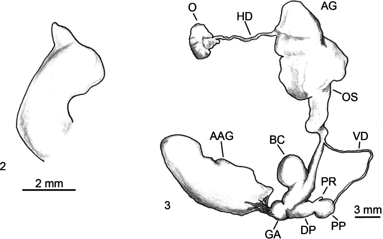 Figures 2, 3