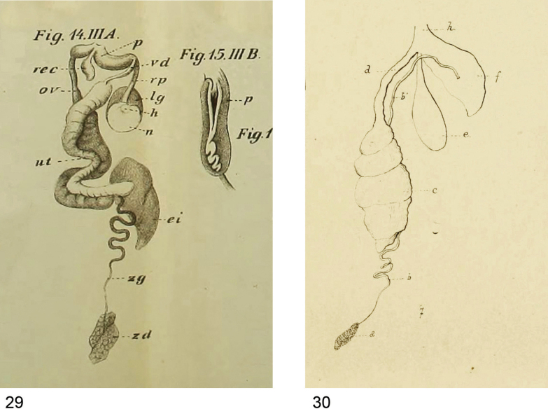 Figures 29, 30