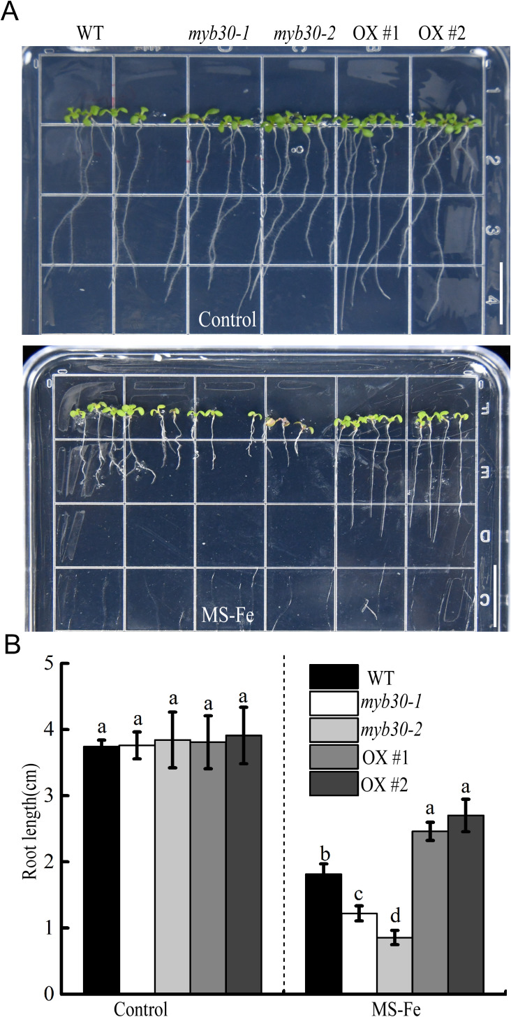 Figure 2