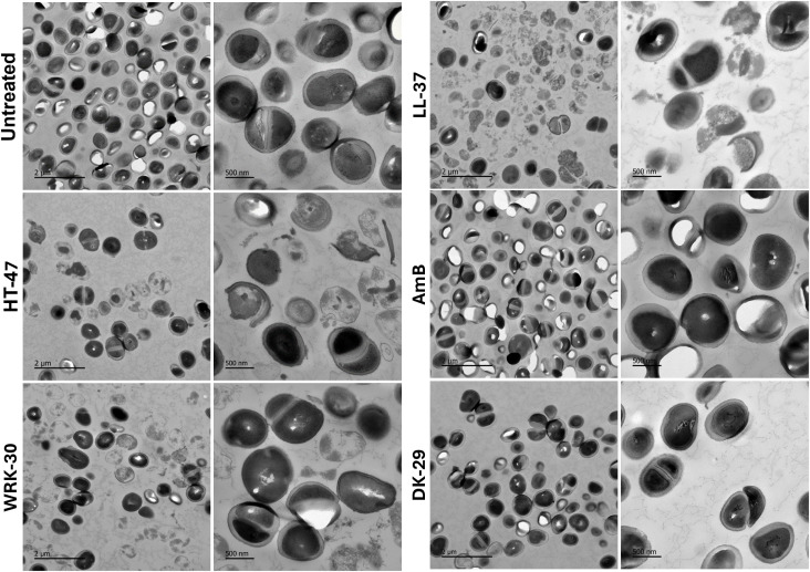 Figure 5