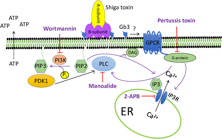 Figure 5
