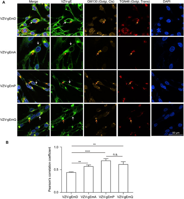 FIGURE 4