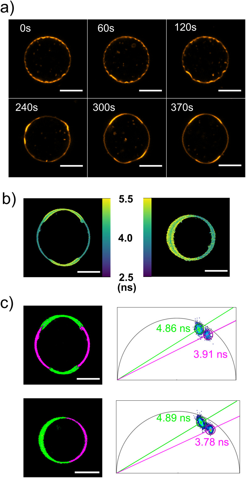 Fig. 6