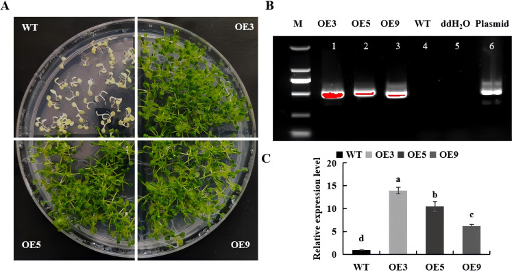 Figure 4
