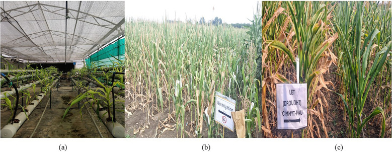 Figure 2