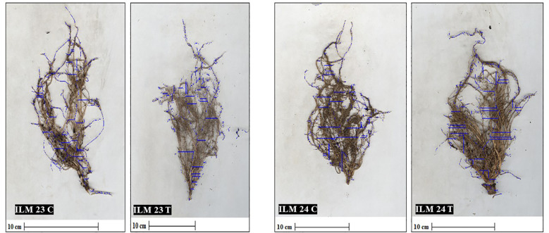 Figure 9