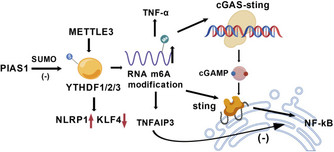 FIGURE 4