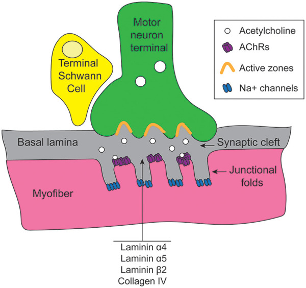 Figure 1