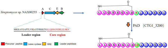 Figure 4