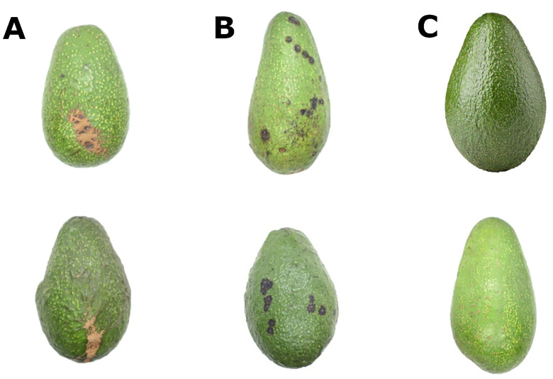 Figure 7