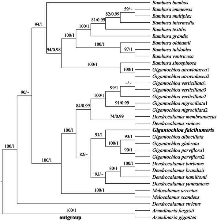 FIGURE 1