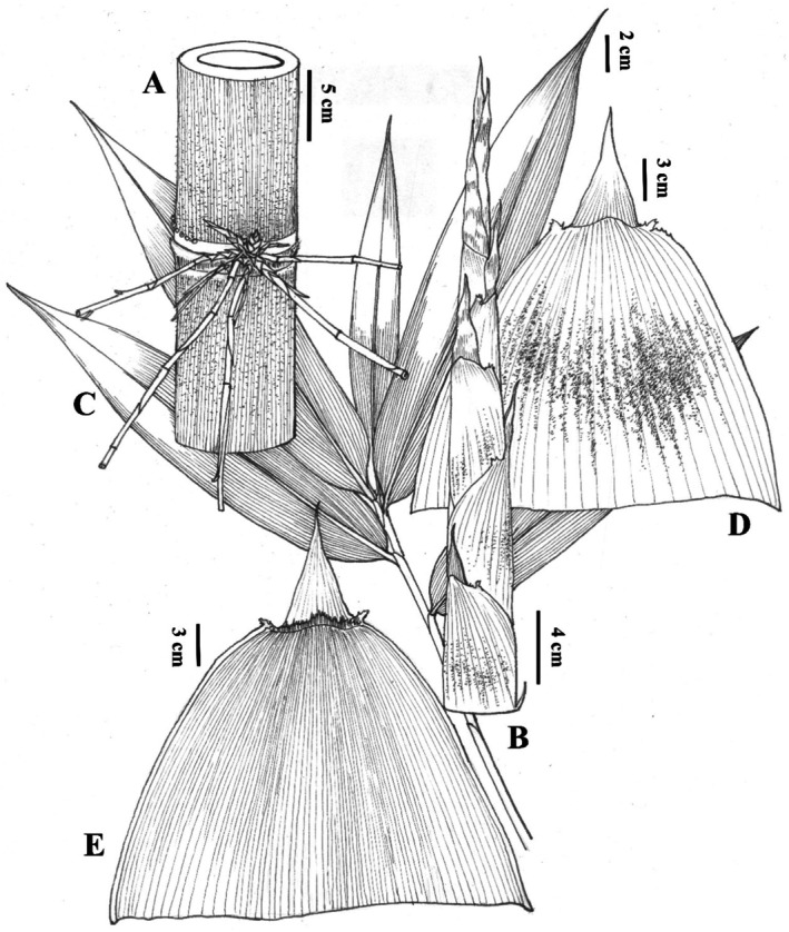 FIGURE 4