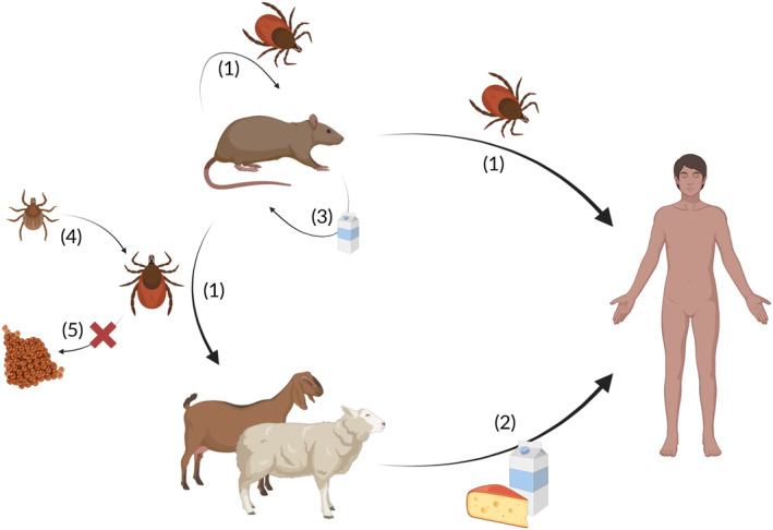 FIGURE 2