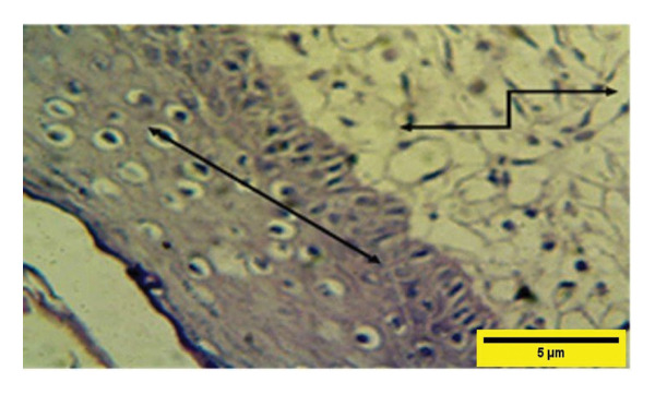 Figure 25