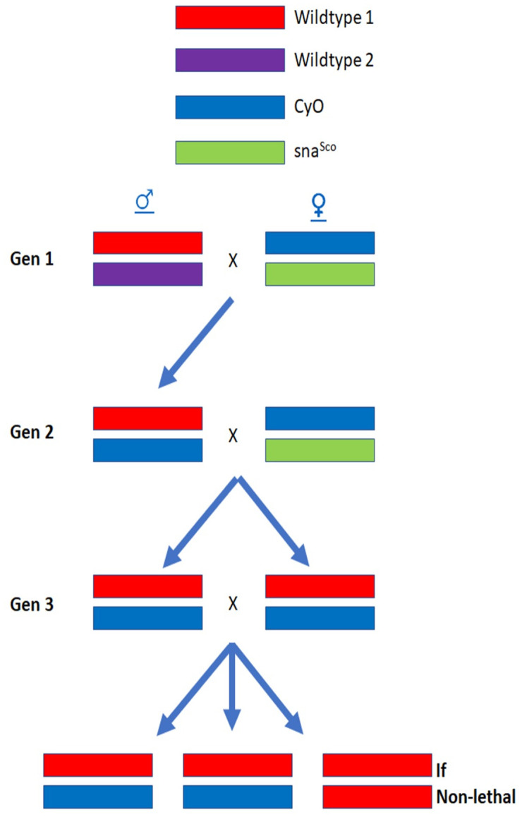 Figure 19