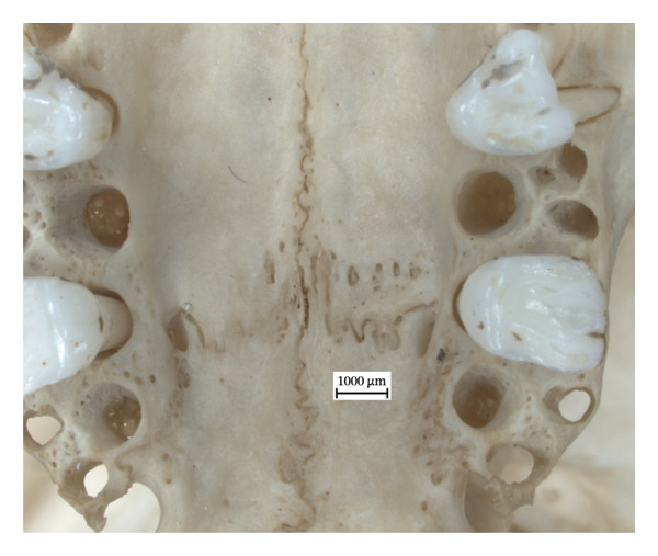 Figure 7