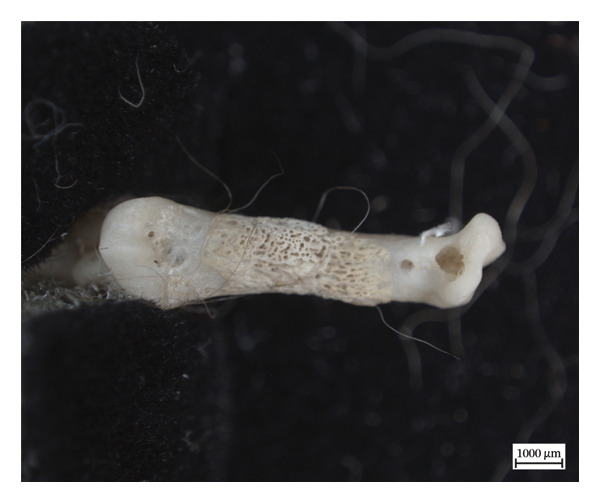 Figure 10