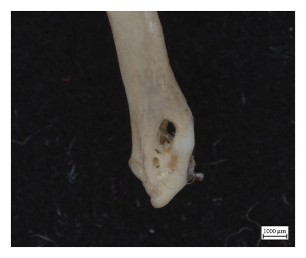 Figure 12