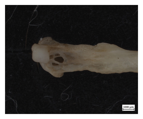 Figure 13