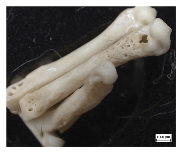 Figure 21