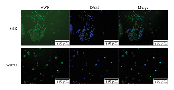 Figure 19