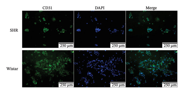 Figure 20