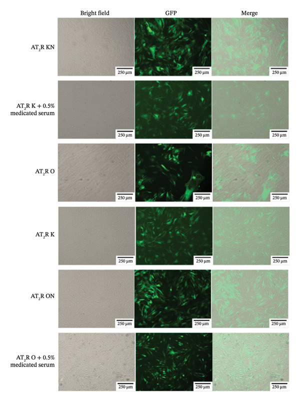 Figure 21