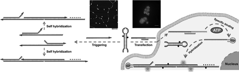 Figure 31