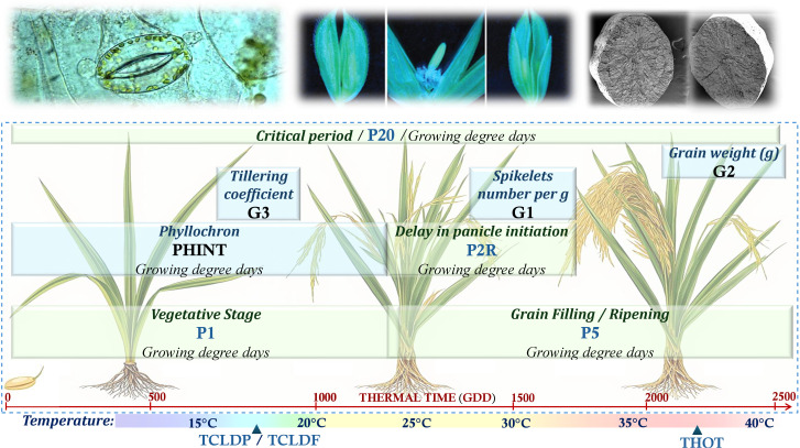 Figure 50