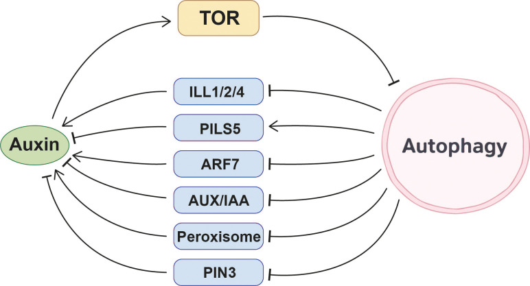 Figure 2
