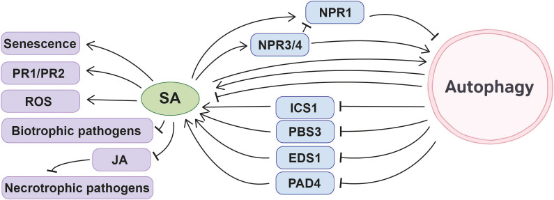 Figure 4