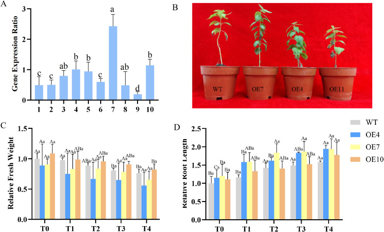 Figure 4