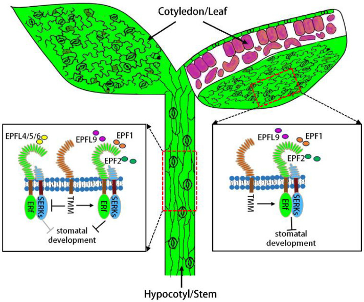 Figure 3