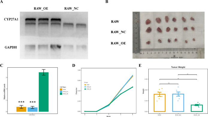 Figure 10