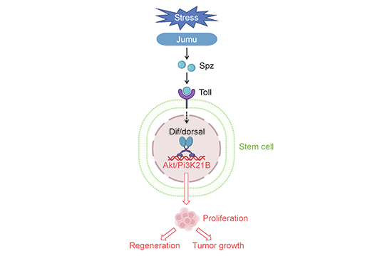 Figure 14