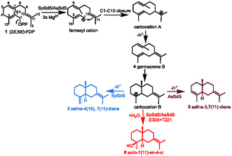 SCHEME 1