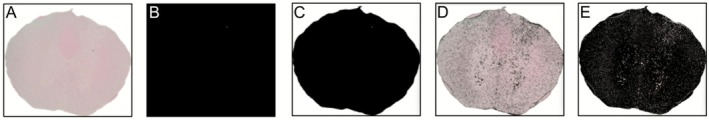 FIGURE 4