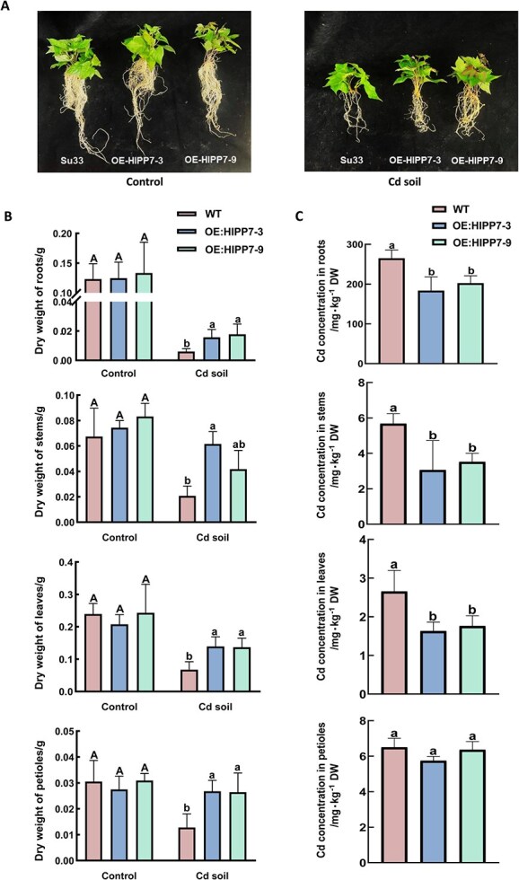 Figure 6