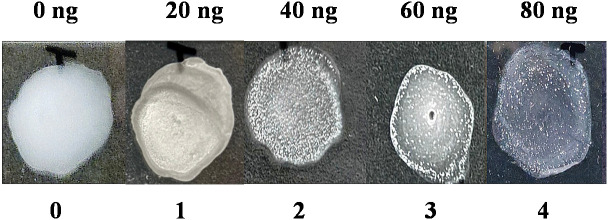 Figure 12