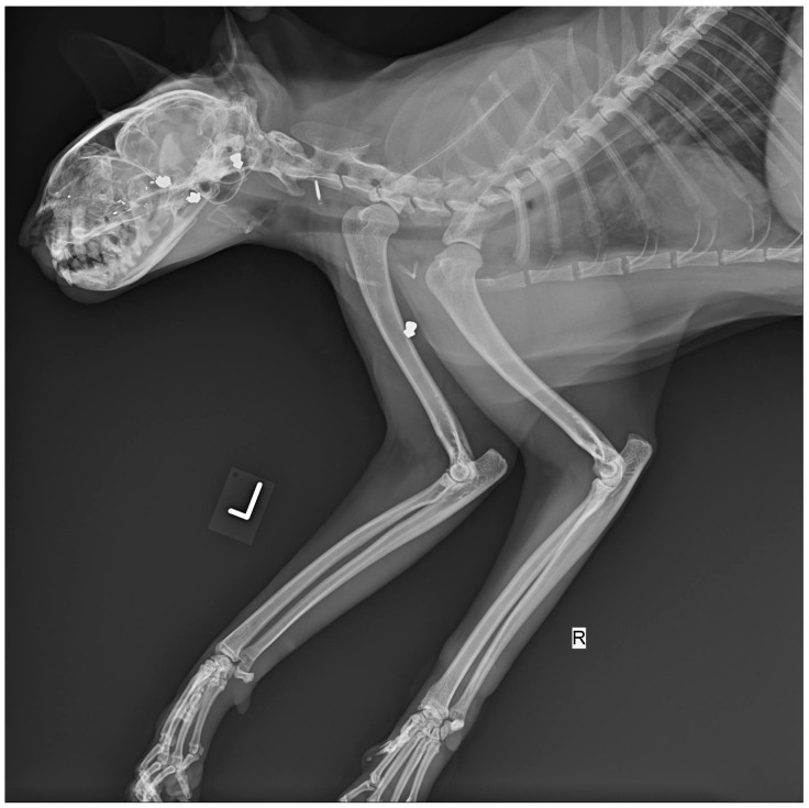 Figure 4