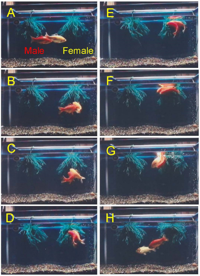 Figure 7