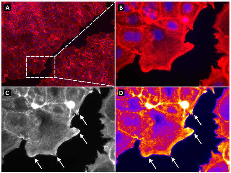 Figure 2