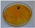 Figure 23