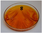 Figure 25