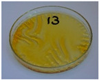 Figure 39