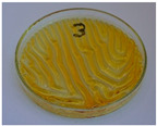 Figure 45