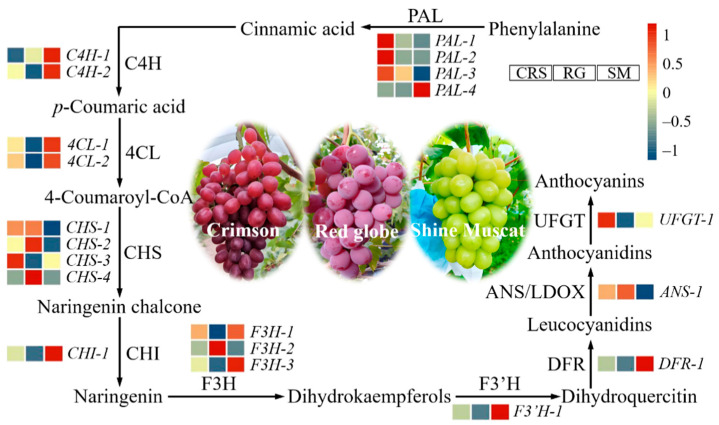 Figure 12