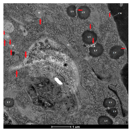 Figure 15